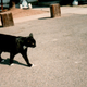 Illustration for article titled Top 7 Cats That Are Cats